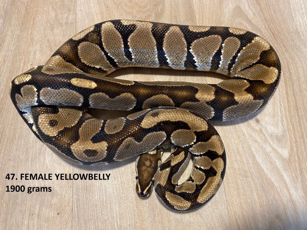 Koningspythons halfwas en kweekdieren deel 2 Ball Python photo 16