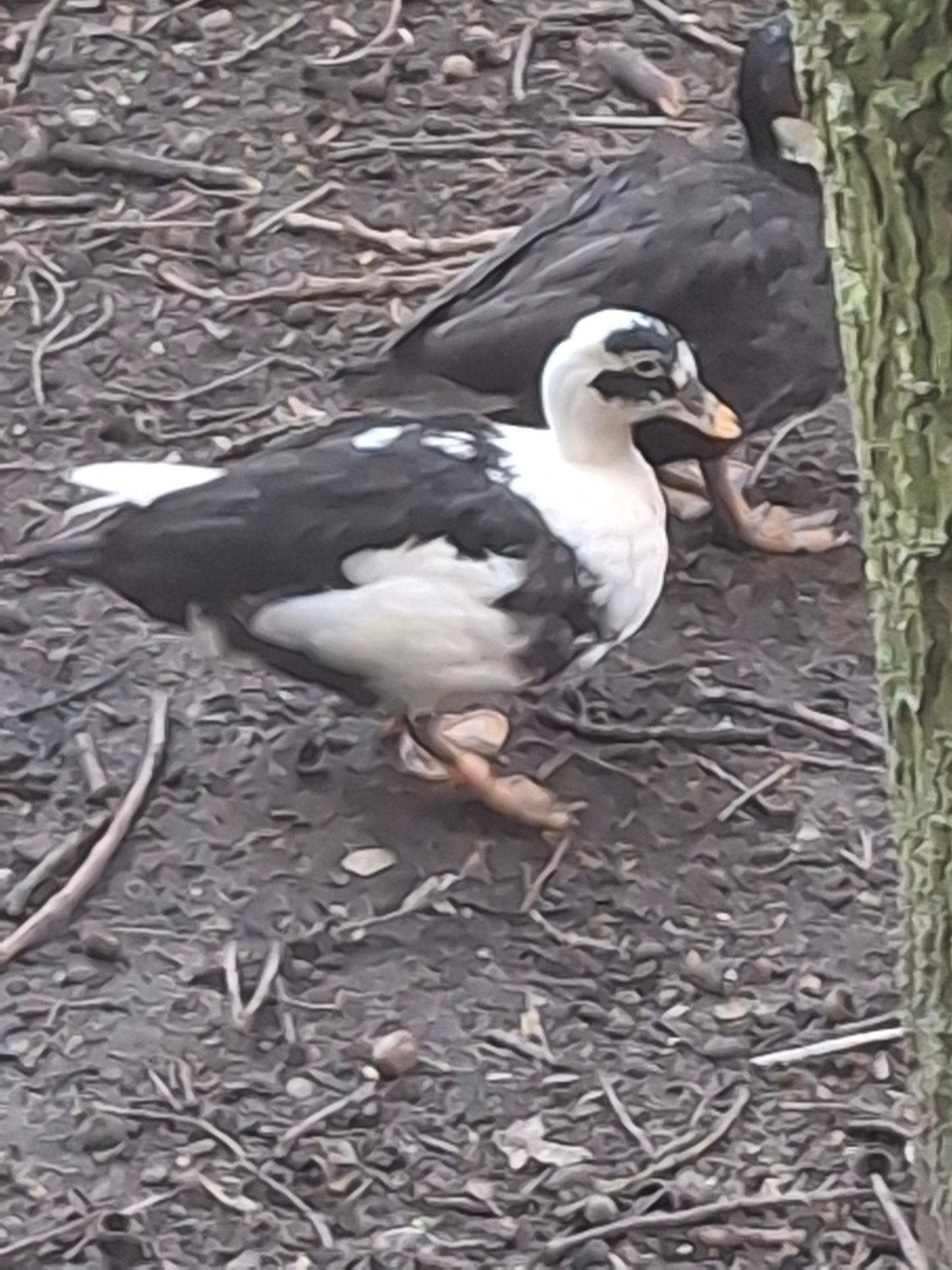 Super leuke tamme kwakertjes te koop!, Dieren en Toebehoren, Meerdere dieren, Eend