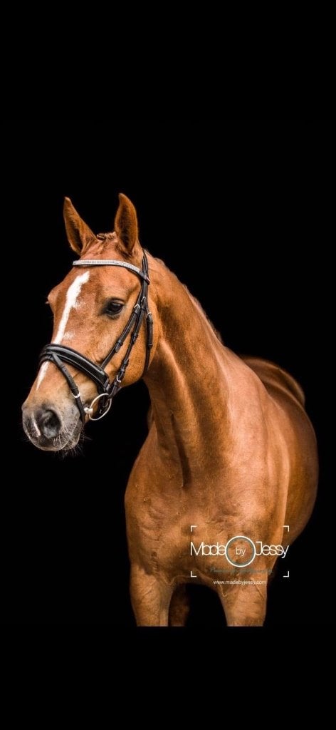 Te koop: 15-jarige ruin Gaspari LL, Dieren en Toebehoren, Paarden, Met stamboom, Ruin, Dressuurpaard, L