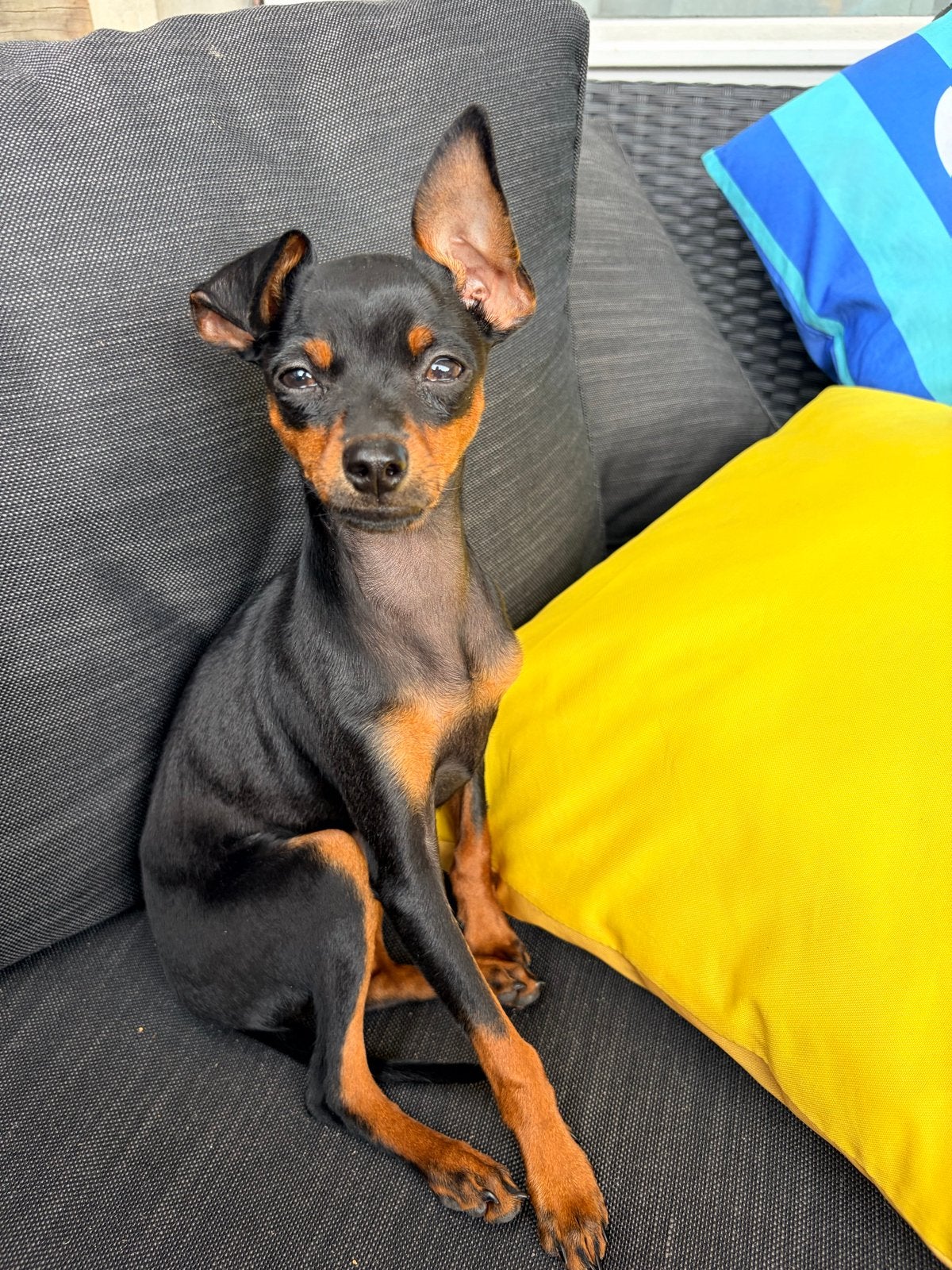 Dwergpincher pup, Dieren en Toebehoren, België, Particulier, 8 tot 15 weken, Eén hond