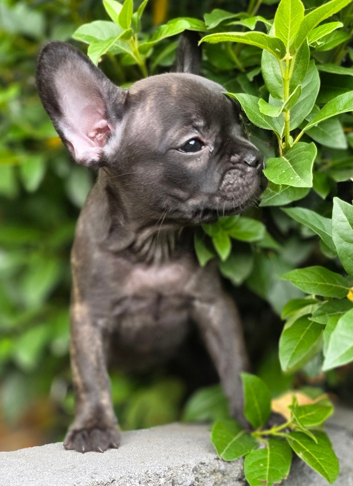 💓 2 Prachtige raszuivere  franse bulldog pups teefjes 💓, Dieren en Toebehoren, Honden | Bulldogs, Pinschers en Molossers, CDV (hondenziekte)
