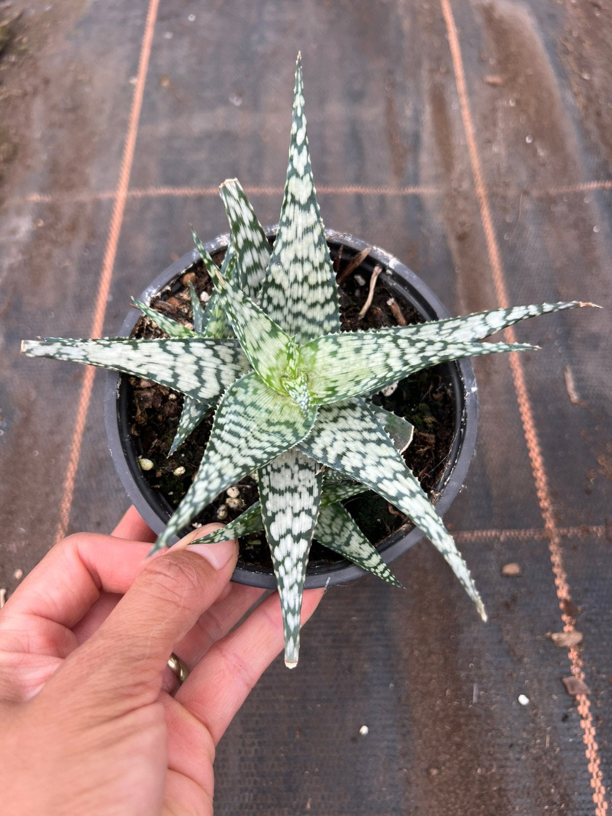 Aloe snowflake, Dieren en Toebehoren