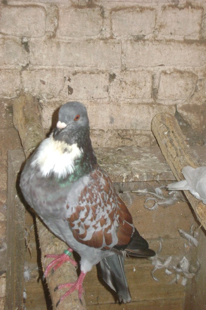 3 ,koppels Cauchois duiven, Dieren en Toebehoren, Meerdere dieren, Overige soorten