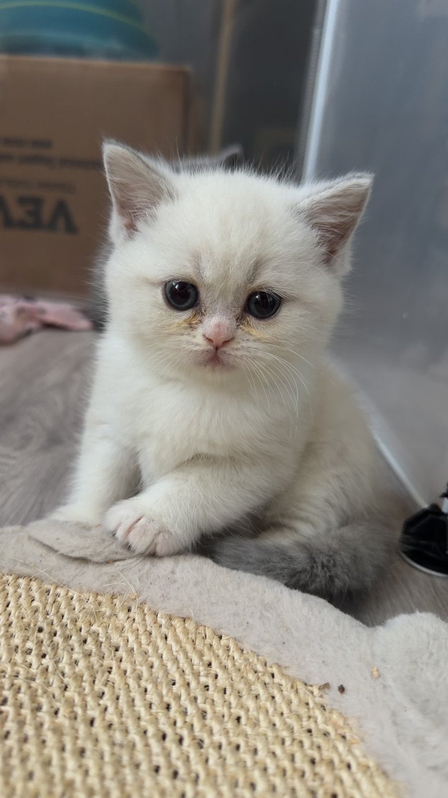 Britse korthaar wit, Dieren en Toebehoren, Katten en Kittens | Raskatten | Korthaar, Poes, Gechipt, 0 tot 2 jaar