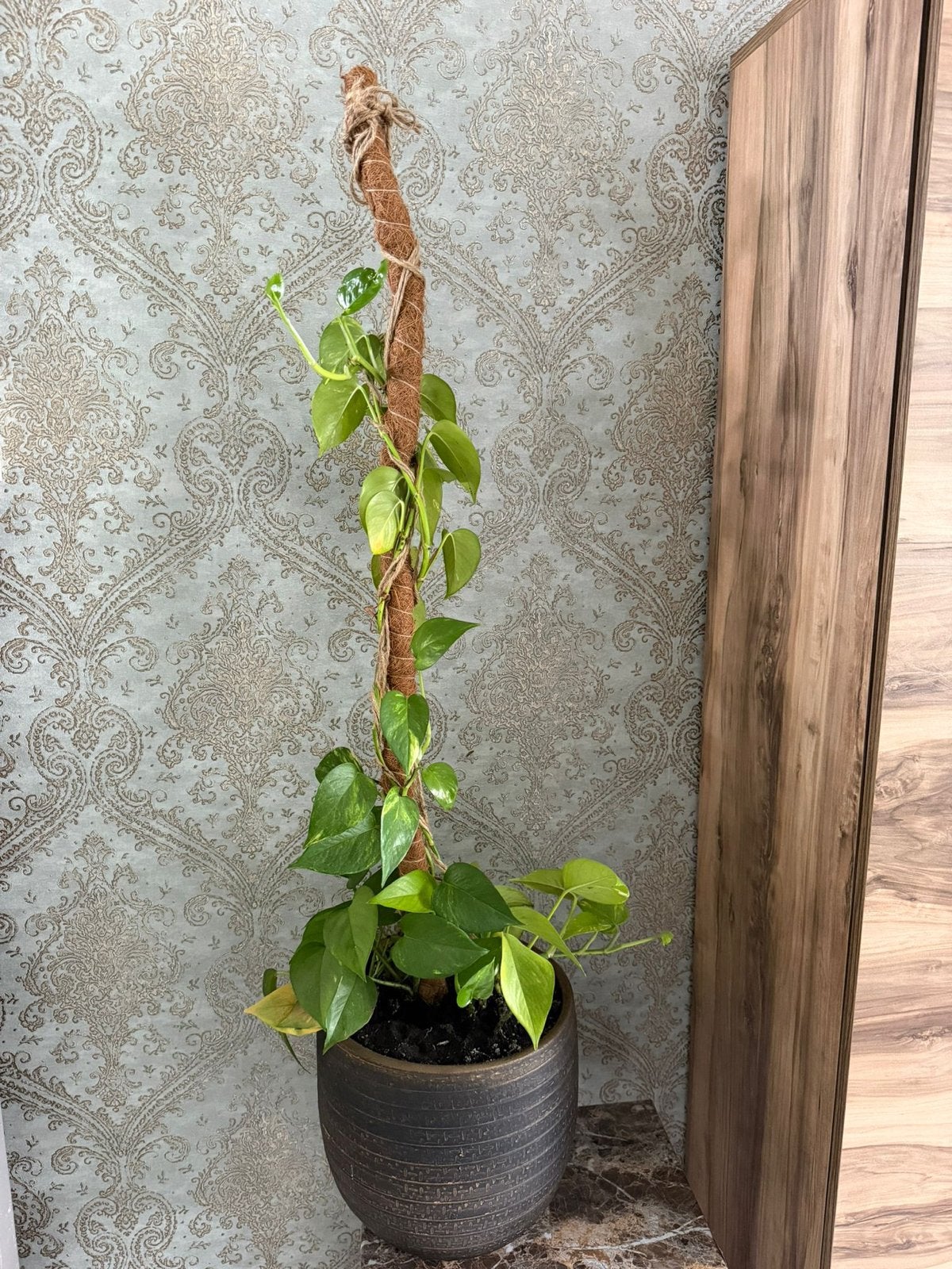 Grote Epipremnum Aureum (Scindapsus) op mosstok, Huis en Inrichting, Kamerplanten, 100 tot 150 cm, Overige soorten, In pot, Groene kamerplant