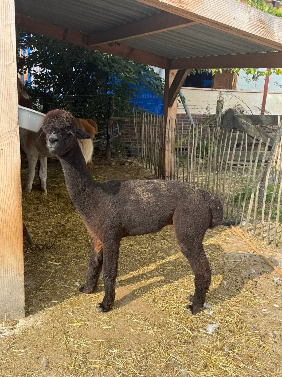 Alpaca hengst, Februari, Mannelijk