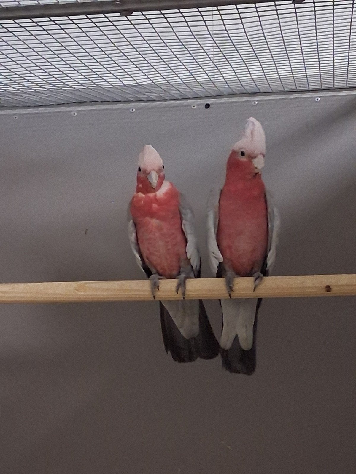 Mooi kweekkoppel rose kakatoe's, Meerdere dieren, Papegaai, Geringd