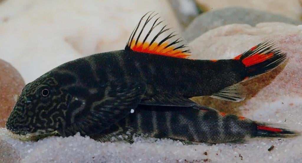 Gastromyzon sp. “Bloody Mary” - Rode modderkruiper, Dieren en Toebehoren, Vis