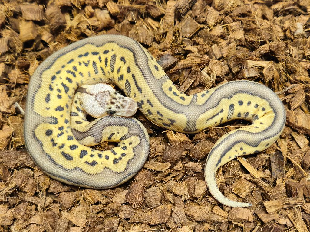0.1 Leopard Pastel Clown PH Desert Ghost Amur, Dieren en Toebehoren, Slang, 0 tot 2 jaar