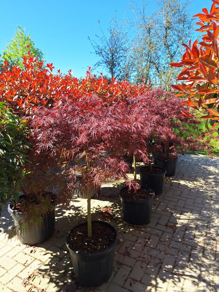 Acer Dissectum Tamukeyama, japanse esdoorn, Ophalen, Bloeit niet, Halfschaduw, Overige soorten