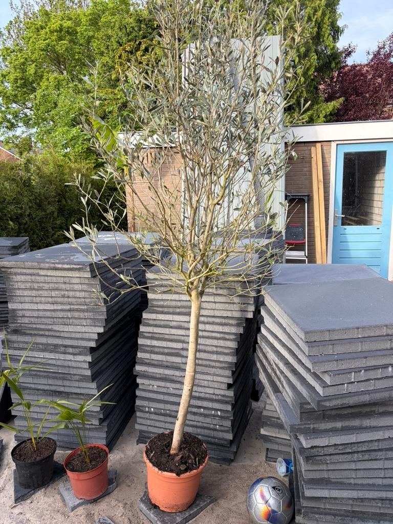 Winter harde olijfboom, Volle zon, Ophalen of Verzenden, 100 tot 250 cm, Olijfboom