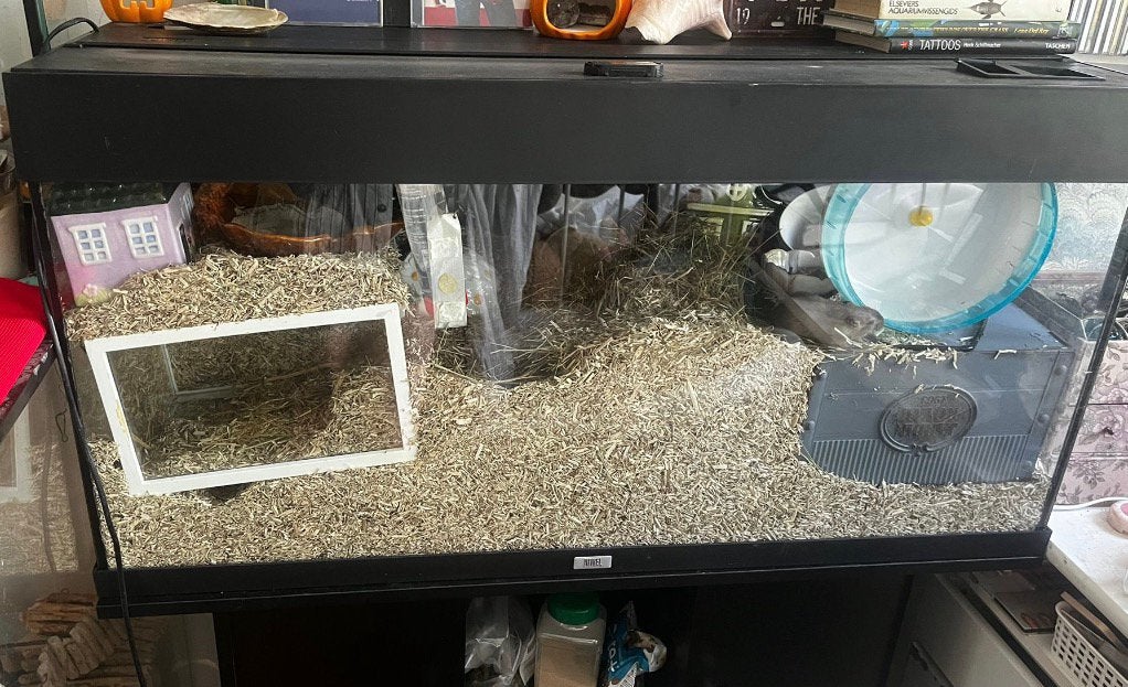 Terrarium 100x40x50, Dieren en Toebehoren, Knaagdieren en Konijnen | Hokken en Kooien, Ophalen, Zo goed als nieuw, Hok, Minder dan 60 cm