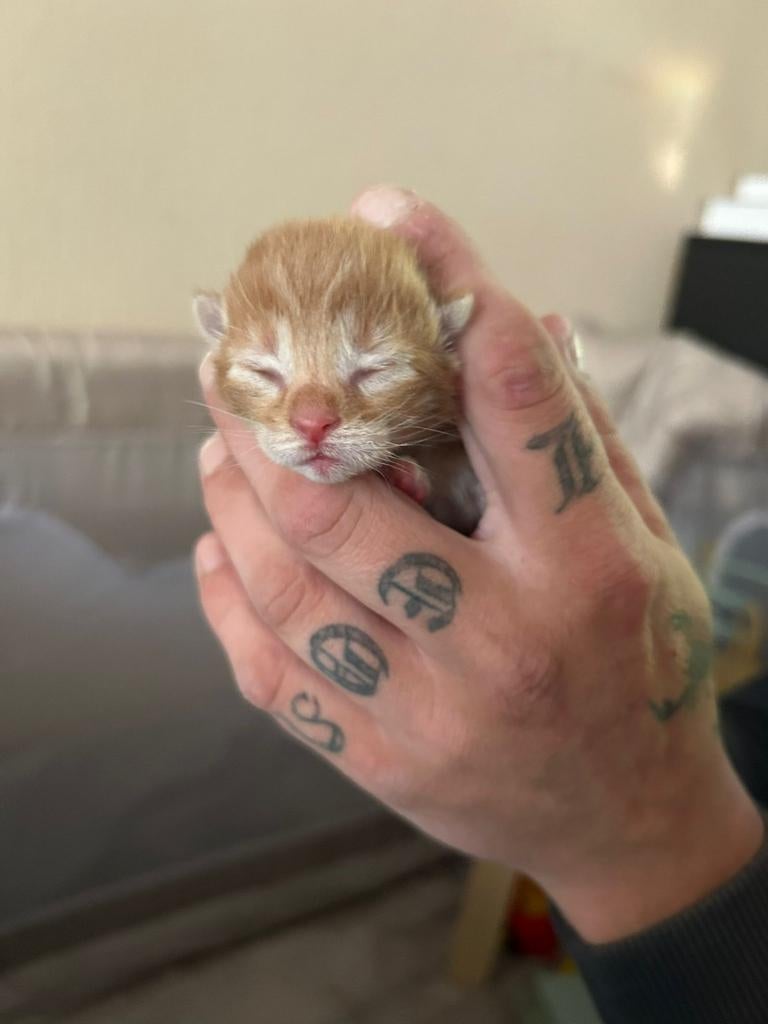 Rode kittens, Dieren en Toebehoren, Katten en Kittens | Overige Katten, Meerdere dieren