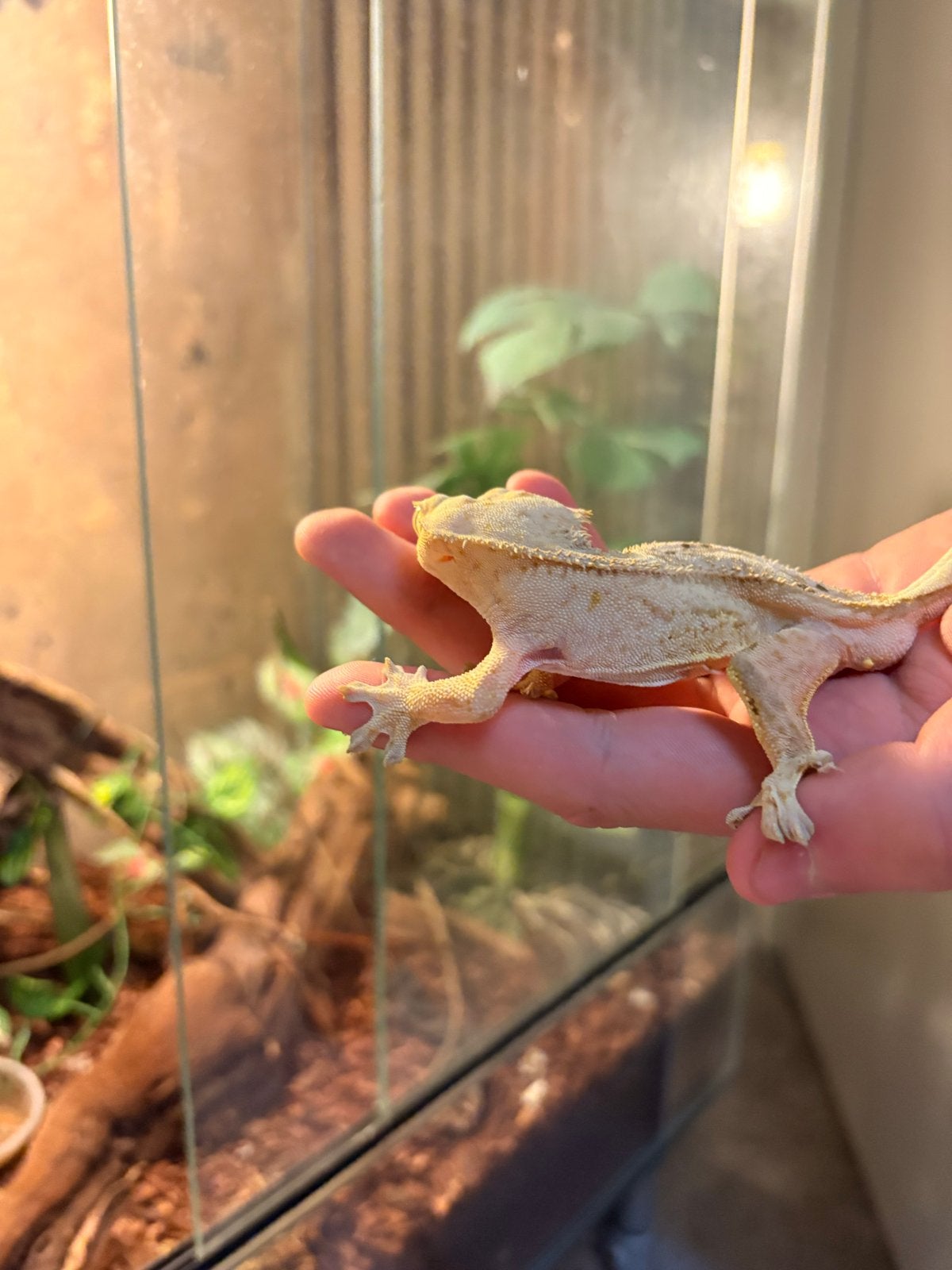Wimper Gekko met terrarium en toebehoren Crested Gecko photo 3