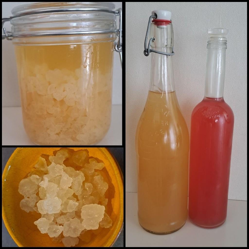 Biologische waterkefir, Ophalen