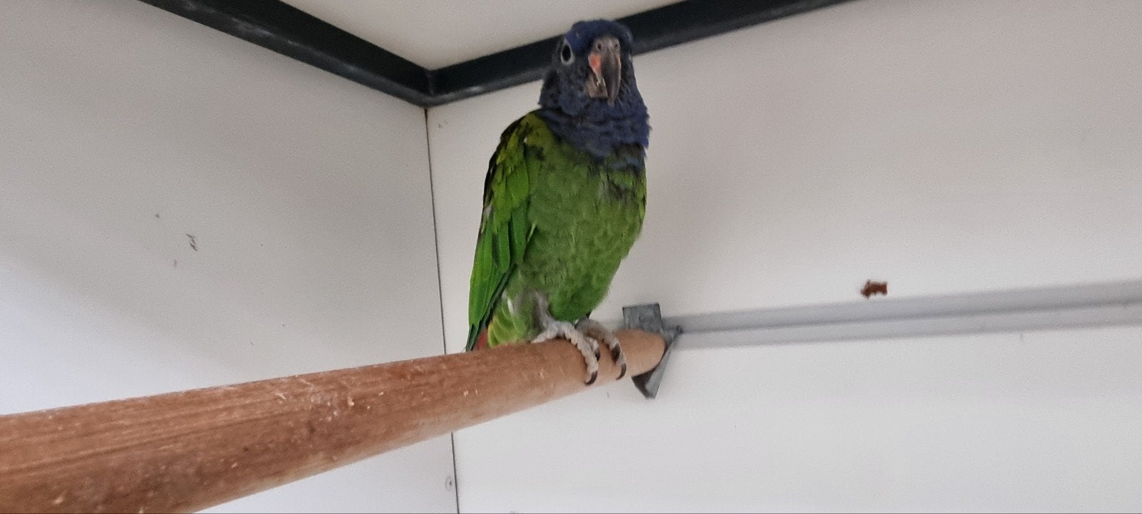 Pionus menstruus pop, Vrouwelijk, Papegaai, Geringd