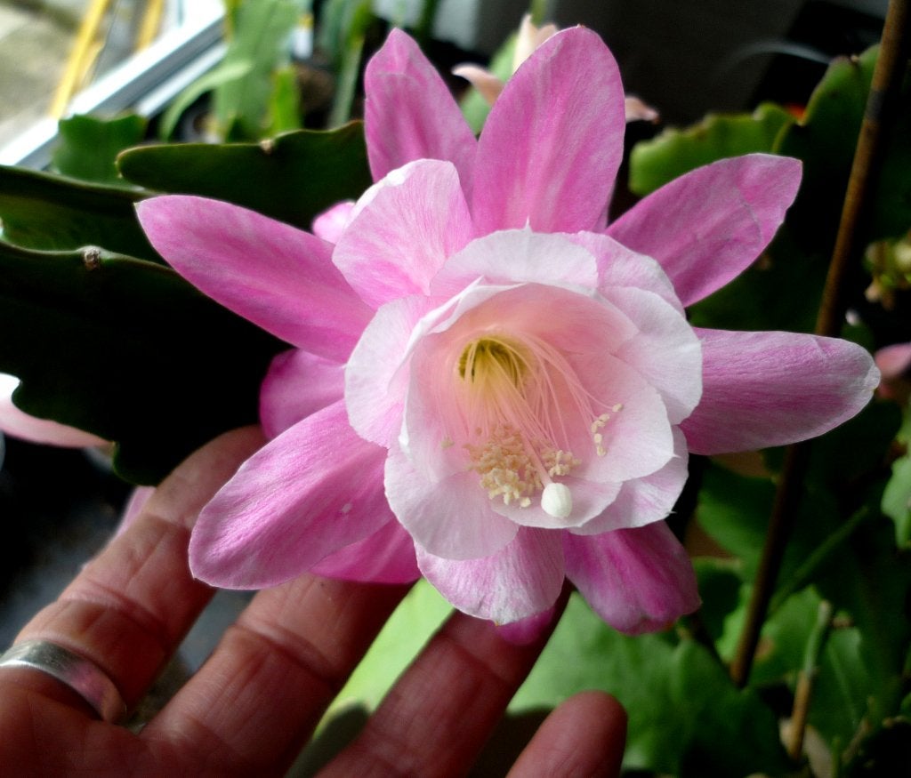 cactus - Epiphyllum Deutsche Kaiserin, Huis en Inrichting, Kamerplanten, Ophalen of Verzenden, Cactus, Volle zon, Minder dan 100 cm