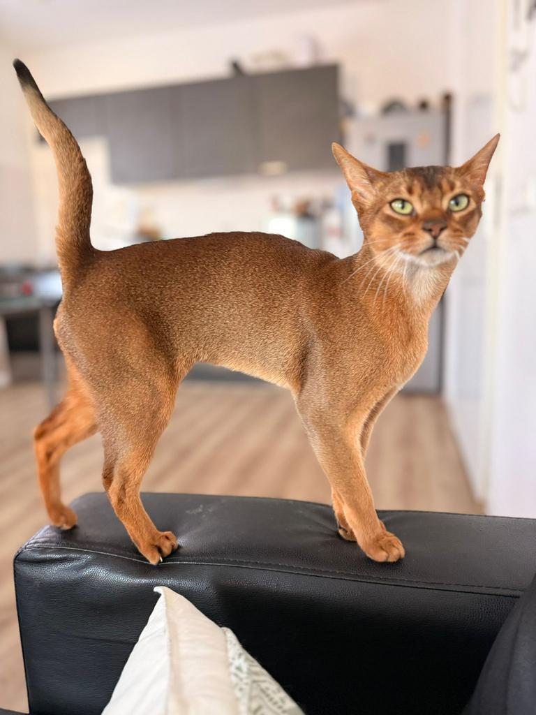 kampioen Abessijn dekkater (Niet te koop), Dieren en Toebehoren, 0 tot 2 jaar