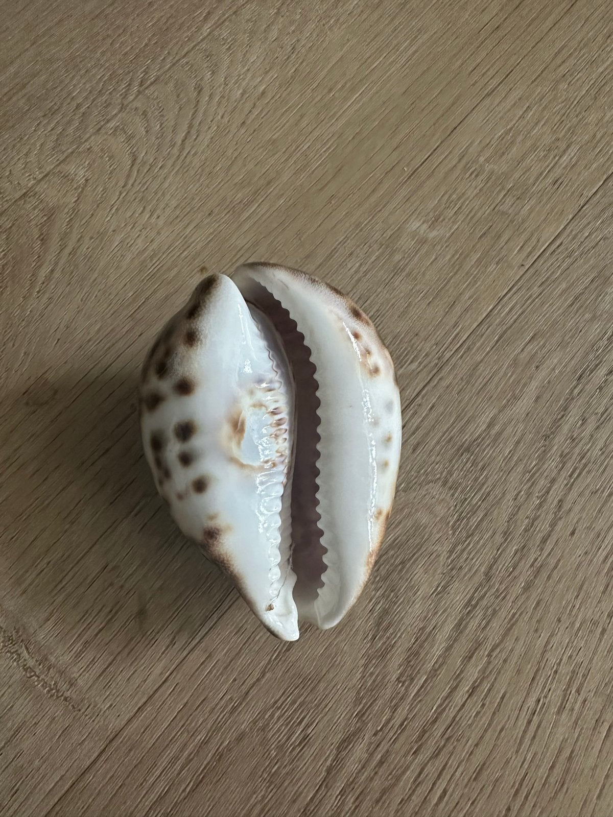 Decoratieve schelp met inscriptie Zakynthos, Ophalen of Verzenden, Gebruikt