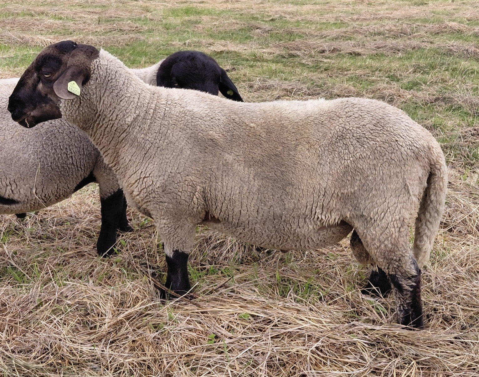 Suffolk ram van april 2025