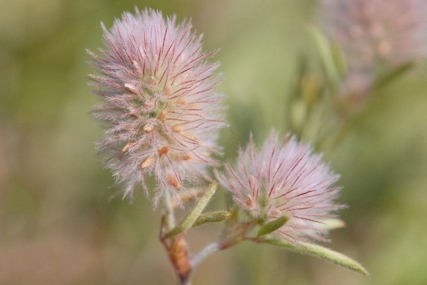 Zaden hazenpootje (Trifolium arvense) - inheems, biologisch, Ophalen of Verzenden, Voorjaar, Volle zon, Zaad