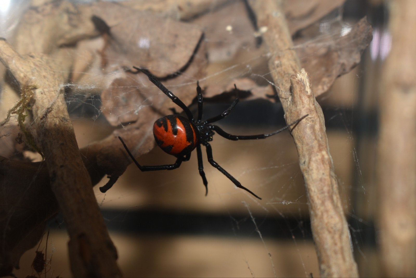 Elegant black widow ( Latrodectus elegans)