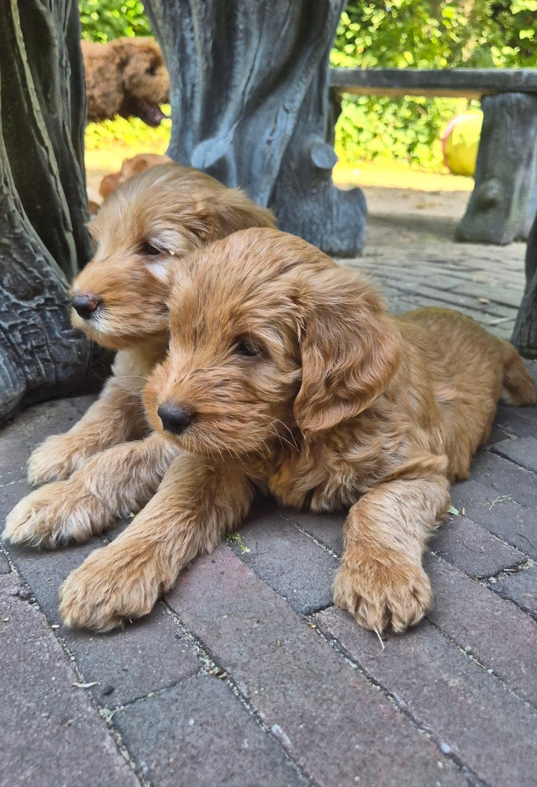 labradoodle pups abrikooskleur, Dieren en Toebehoren, Honden | Retrievers, Spaniëls en Waterhonden, Overige rassen, 8 tot 15 weken