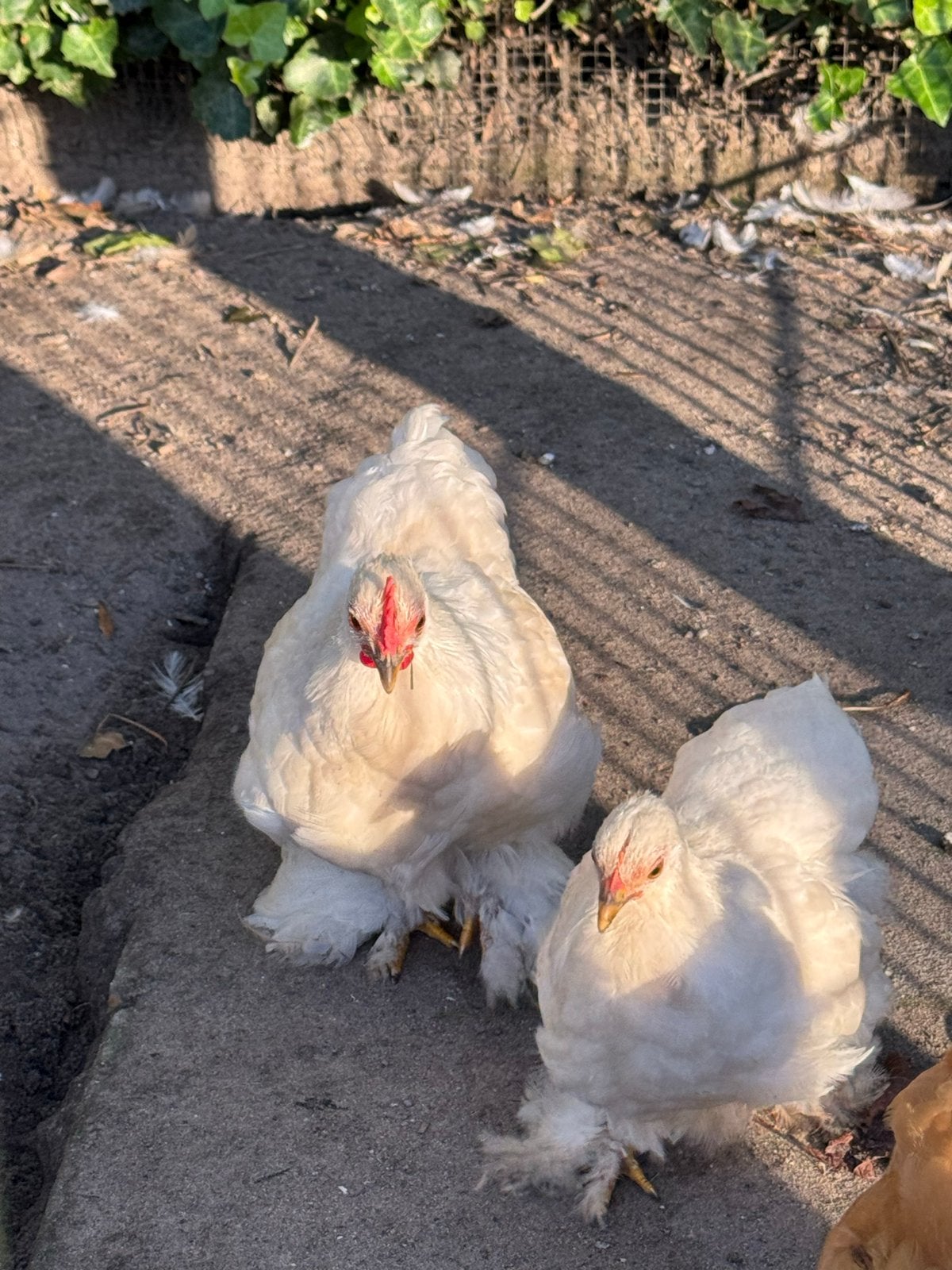 Cochin kriel haantje, Dieren en Toebehoren