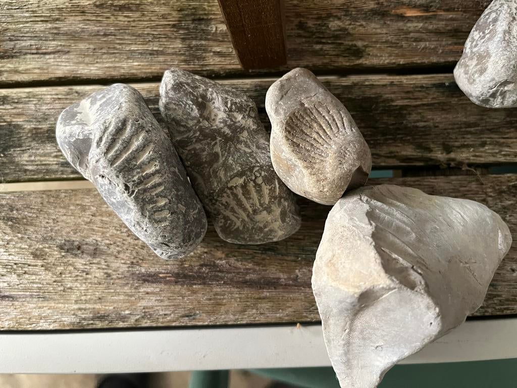 Vier fossielen, Ophalen, Fossiel