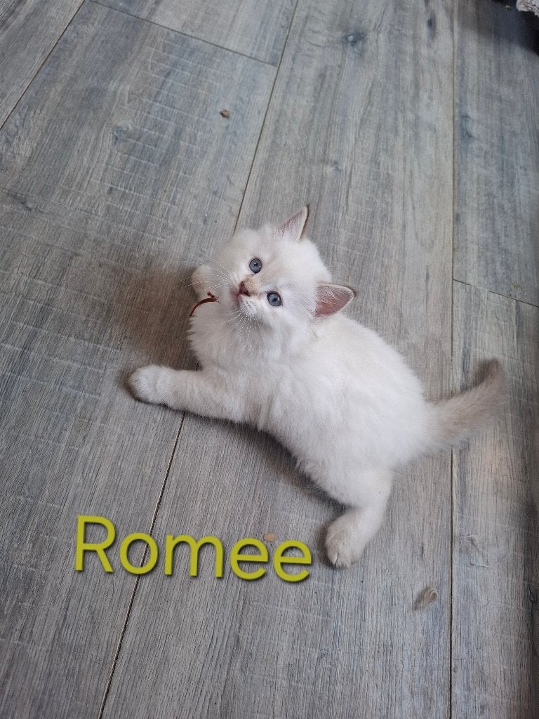 Ragdoll kittens met stamboom, Meerdere dieren, Met stamboom, 0 tot 2 jaar