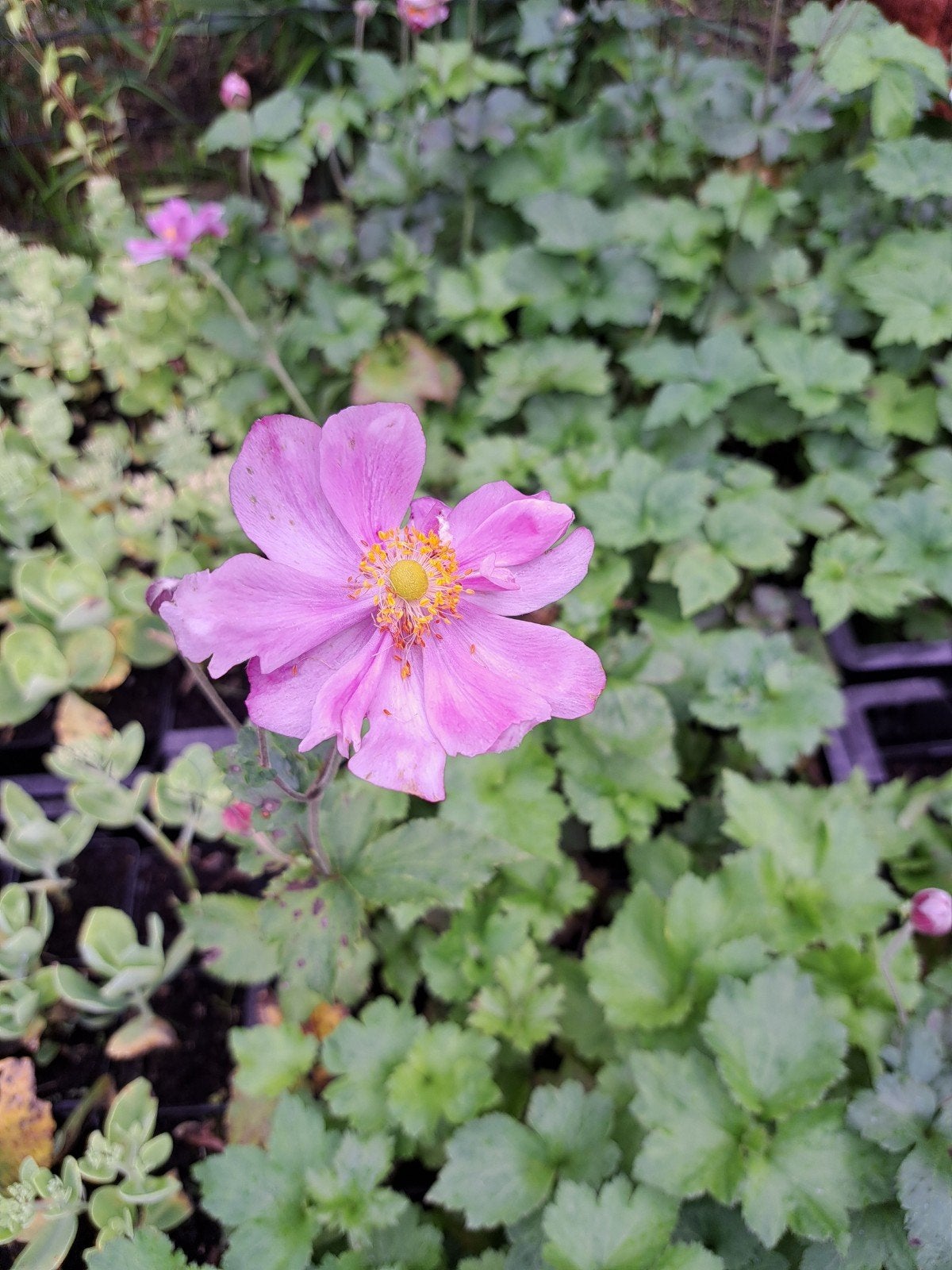 Anemone Konigin Charlotte rose, Volle zon, Vaste plant, Zomer, Ophalen