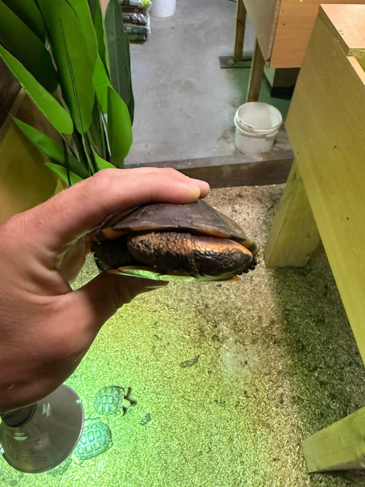 Koppel Platemys  platycephala volwassen, Dieren en Toebehoren, Reptielen en Amfibieën, Schildpad, 7 tot 10 jaar