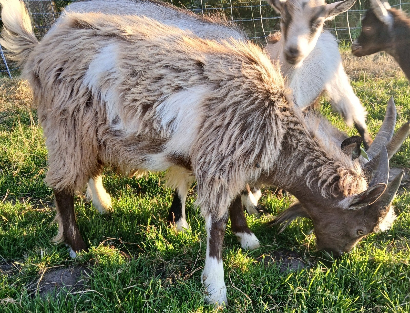 Mooie jonge landgeiten Dekbok, Dieren en Toebehoren, Mannelijk, Geit, 0 tot 2 jaar