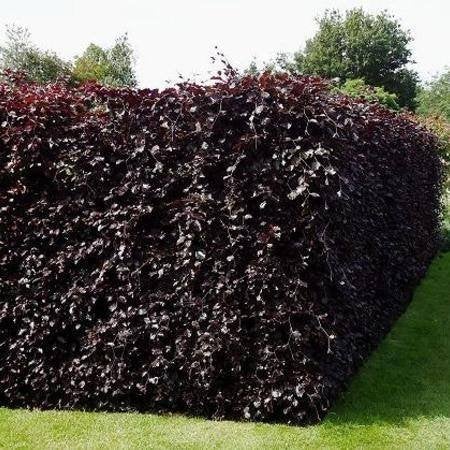 Fagus sylvatica, rode beukenhaag, Bladhoudende rode beuk, Ophalen of Verzenden, Beukenhaag, Struik, 100 tot 250 cm