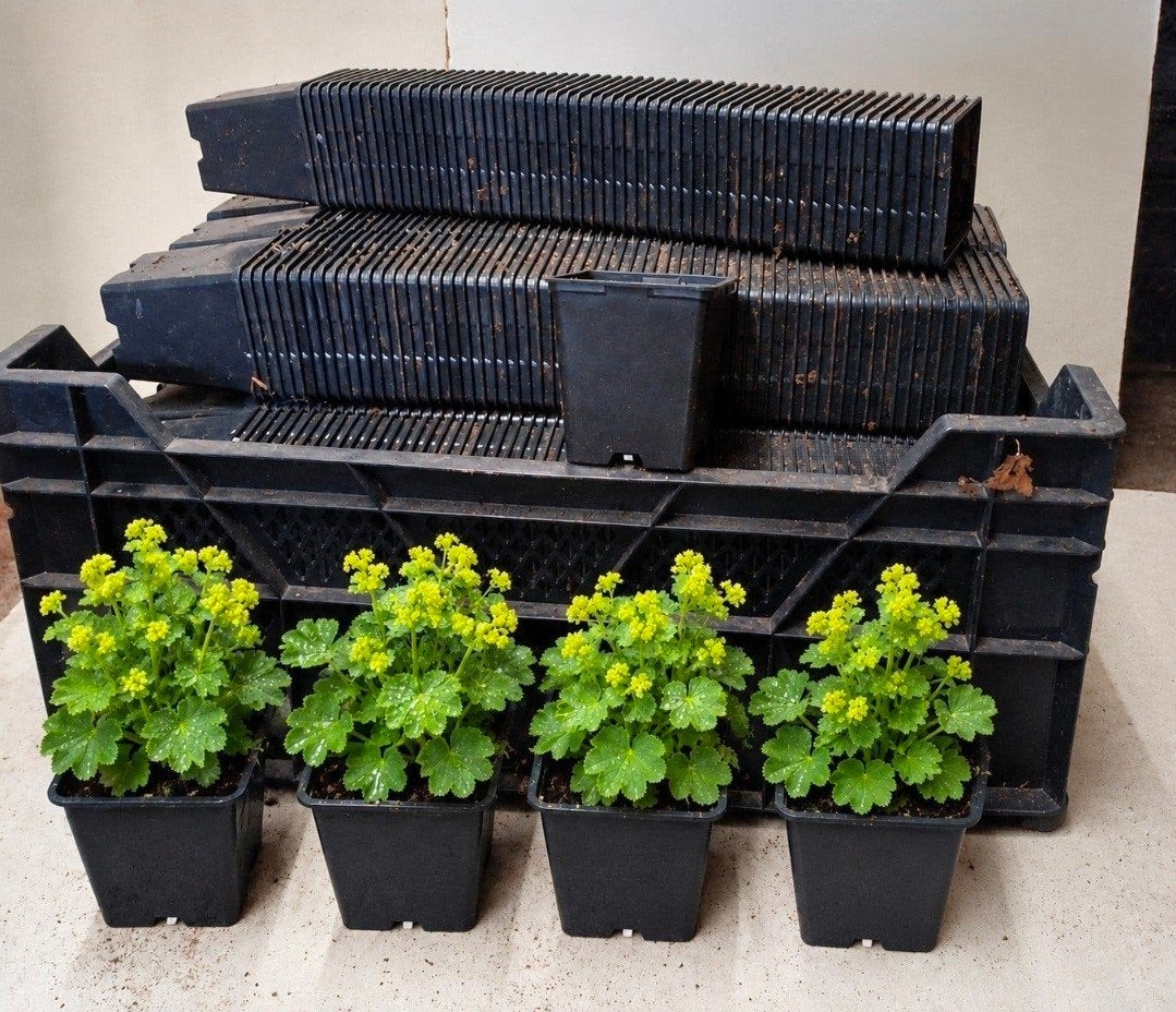 Kweekpotten plantenpotten bloempotten p9 9x9x10 zacht plasti, Kunststof, Minder dan 30 cm, Vierkant, Ophalen of Verzenden