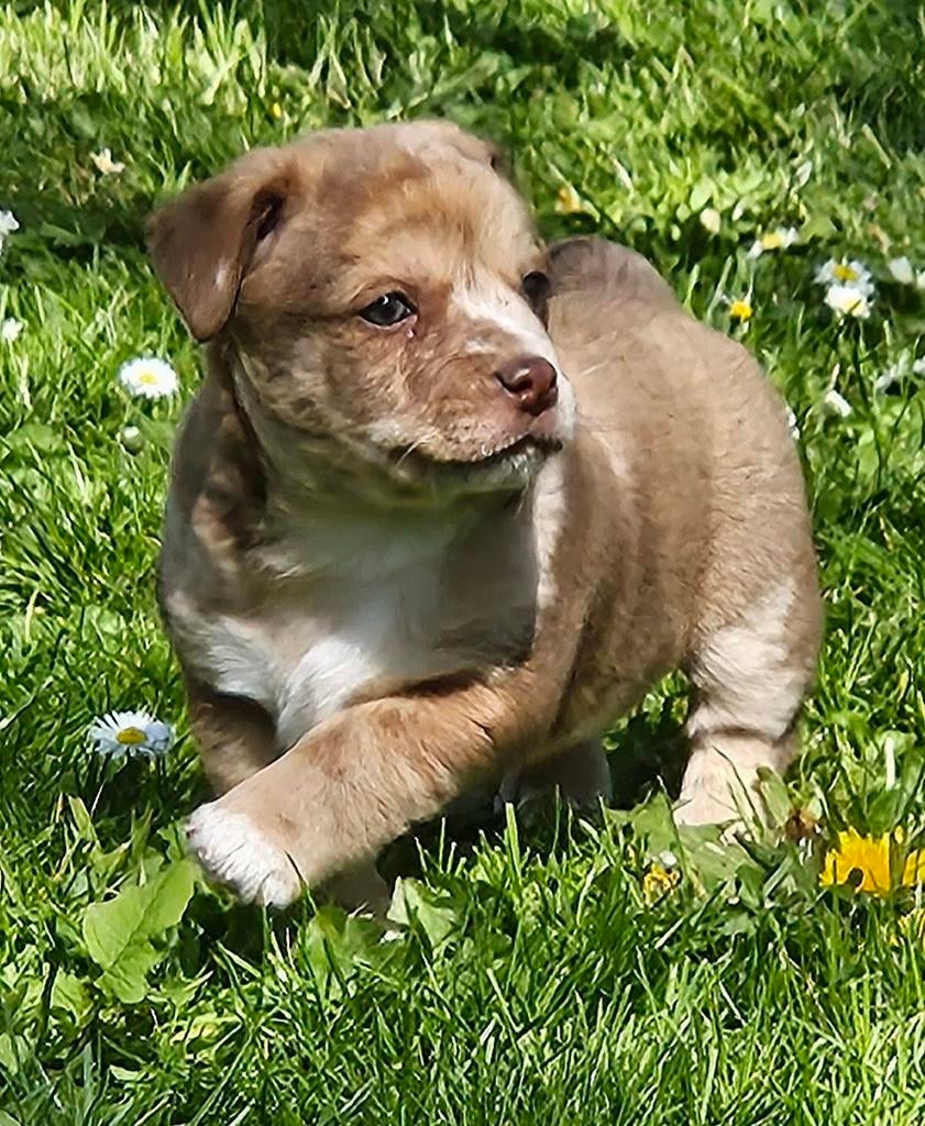 Nog één super lieve jack russel pup te koop, Dieren en Toebehoren, Honden | Jack Russells en Terriërs, Reu, Jack Russell Terriër