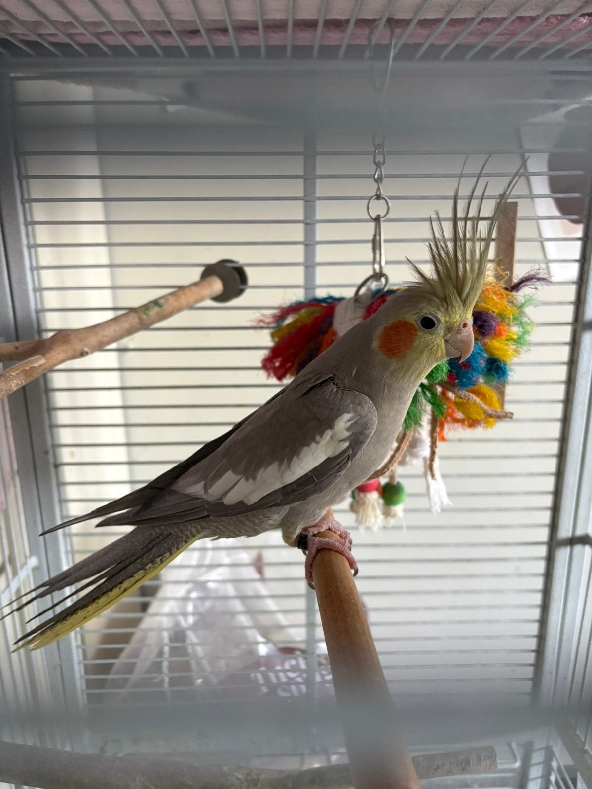 2 valkparkieten met kooi, Meerdere dieren, Parkiet