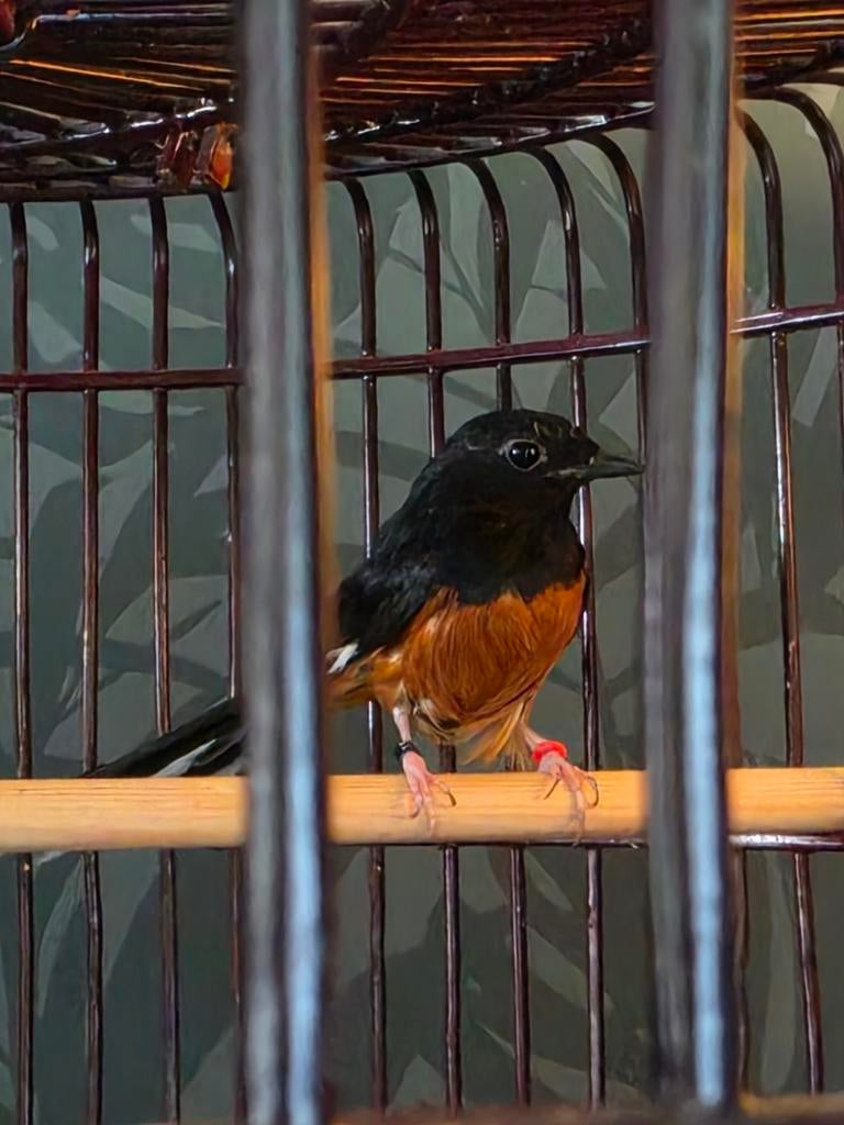 Shamalijster man, Dieren en Toebehoren, Vogels | Overige Vogels, Mannelijk