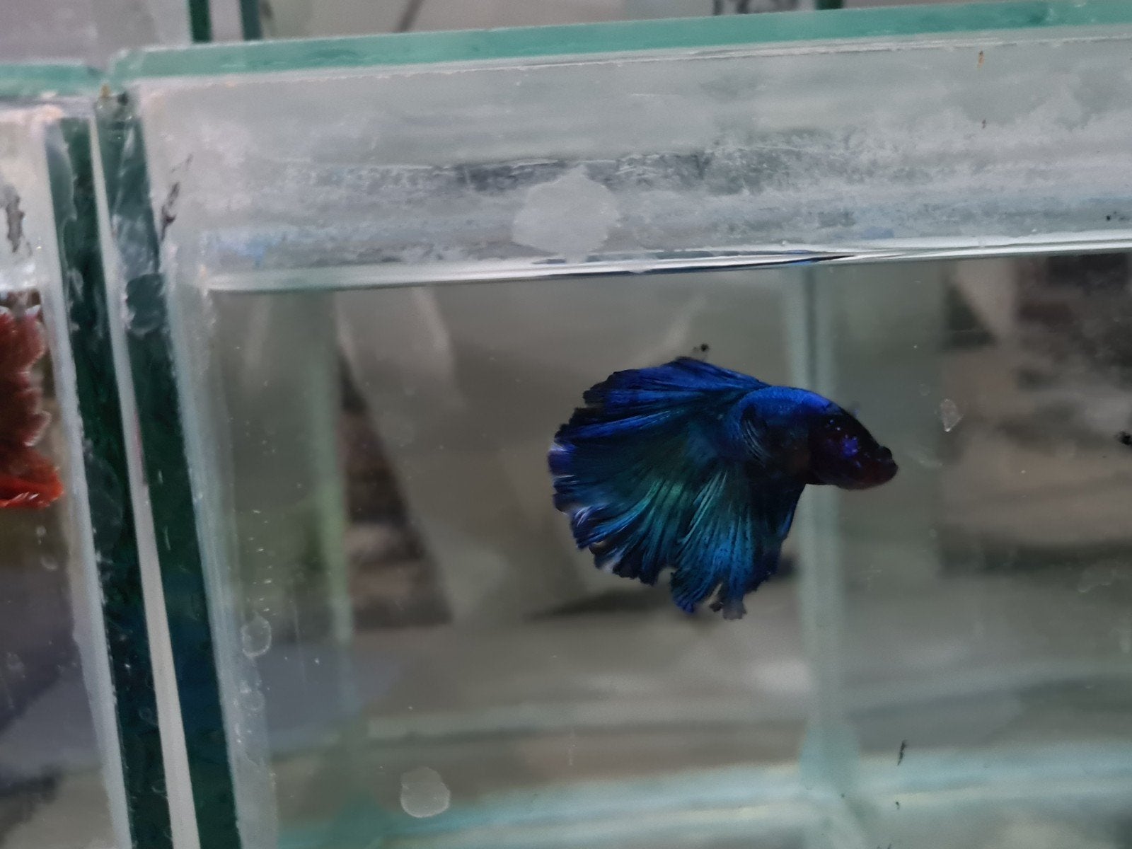 Betta splendens super delta kempvis man, Vis, Zoetwatervis