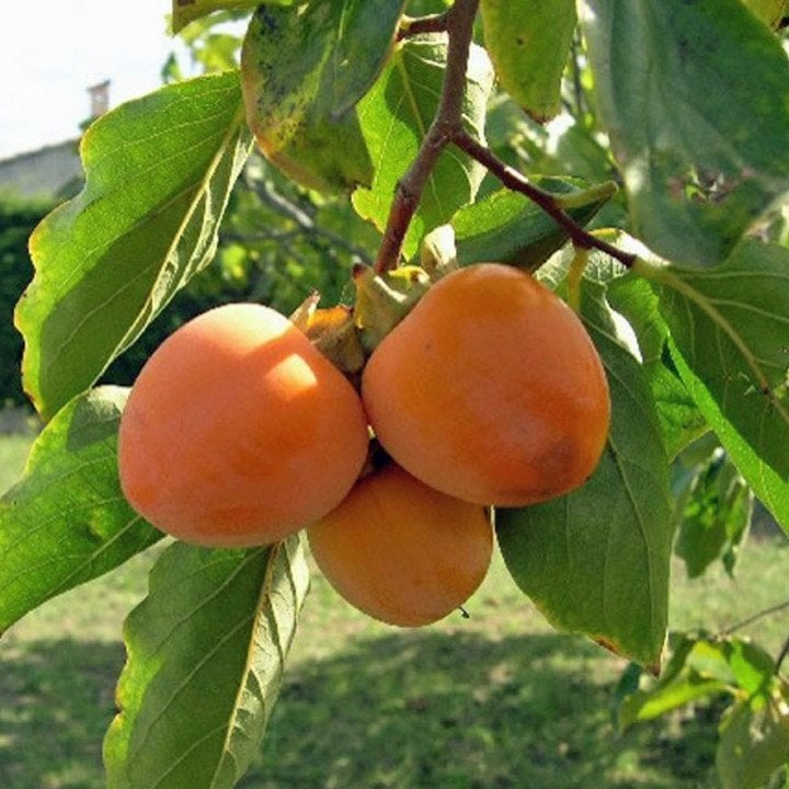 FRUIT, Diospyros kaki, Kaki, vrucht eetbaar, voedseltuin/bos, Volle zon, Vaste plant, Ophalen of Verzenden, Fruitplanten