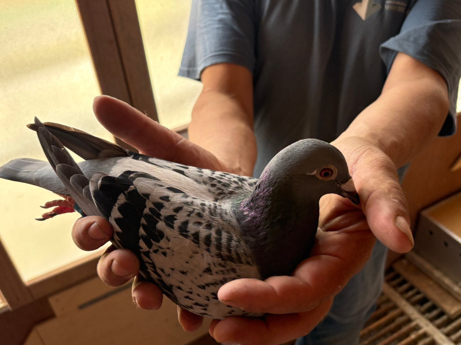 Mooie duiven (bewezen vlieger), Dieren en Toebehoren, Vogels | Duiven