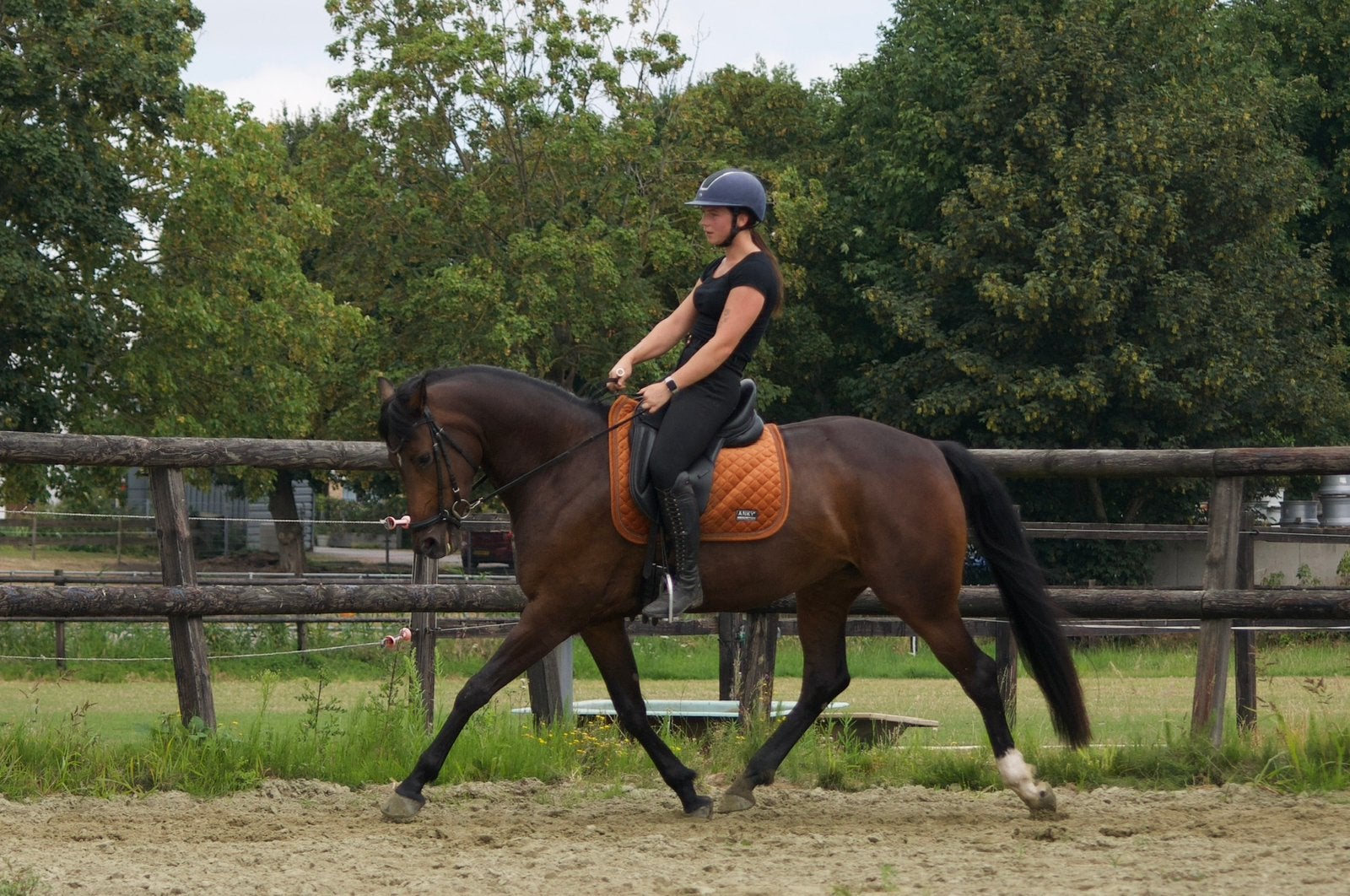 Prachtige 6 jarige dressuurmerrie | Just Wimphof X Jazz, Dieren en Toebehoren, Merrie, Met stamboom, Dressuurpaard, 3 tot 6 jaar