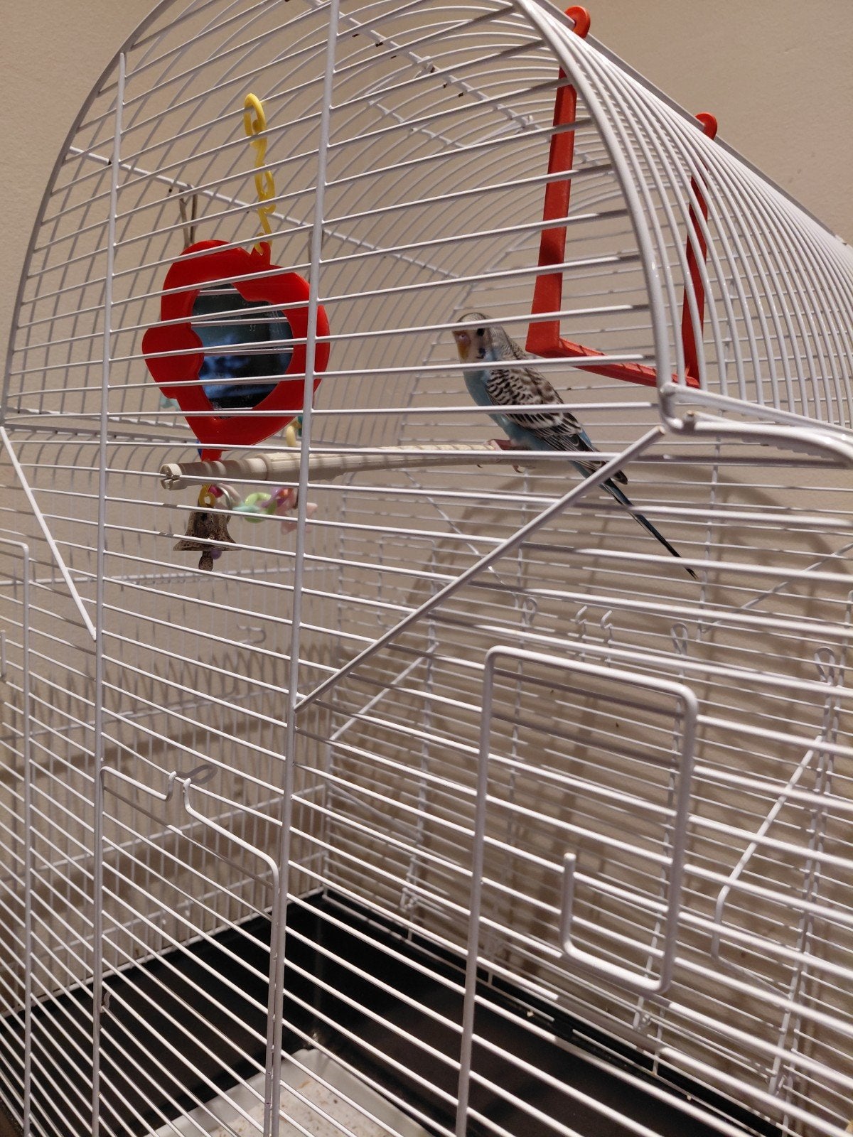 Een jonge grasparkiet met kooi, Dieren en Toebehoren, Vogels | Hokken en Kooien, Ophalen of Verzenden, Zo goed als nieuw, Metaal