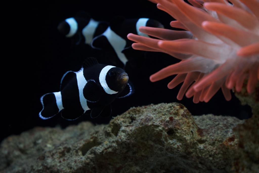 Zwarte driebandsanemoonvis (Amphiprion ocellaris black), Dieren en Toebehoren, Vissen | Aquariumvissen, Vis, Zoutwatervis
