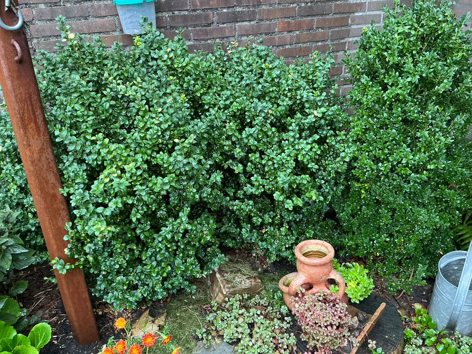 3 grote buxus struiken  5 euro per stuk, Ophalen, Struik, Minder dan 100 cm
