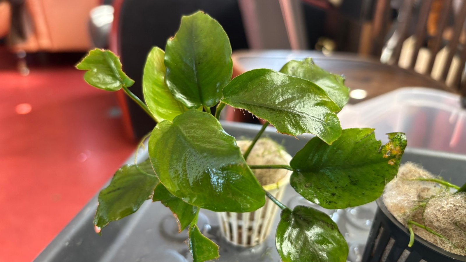 Anubias nana, Ophalen, Nieuw, Plant(en), Steen of Hout