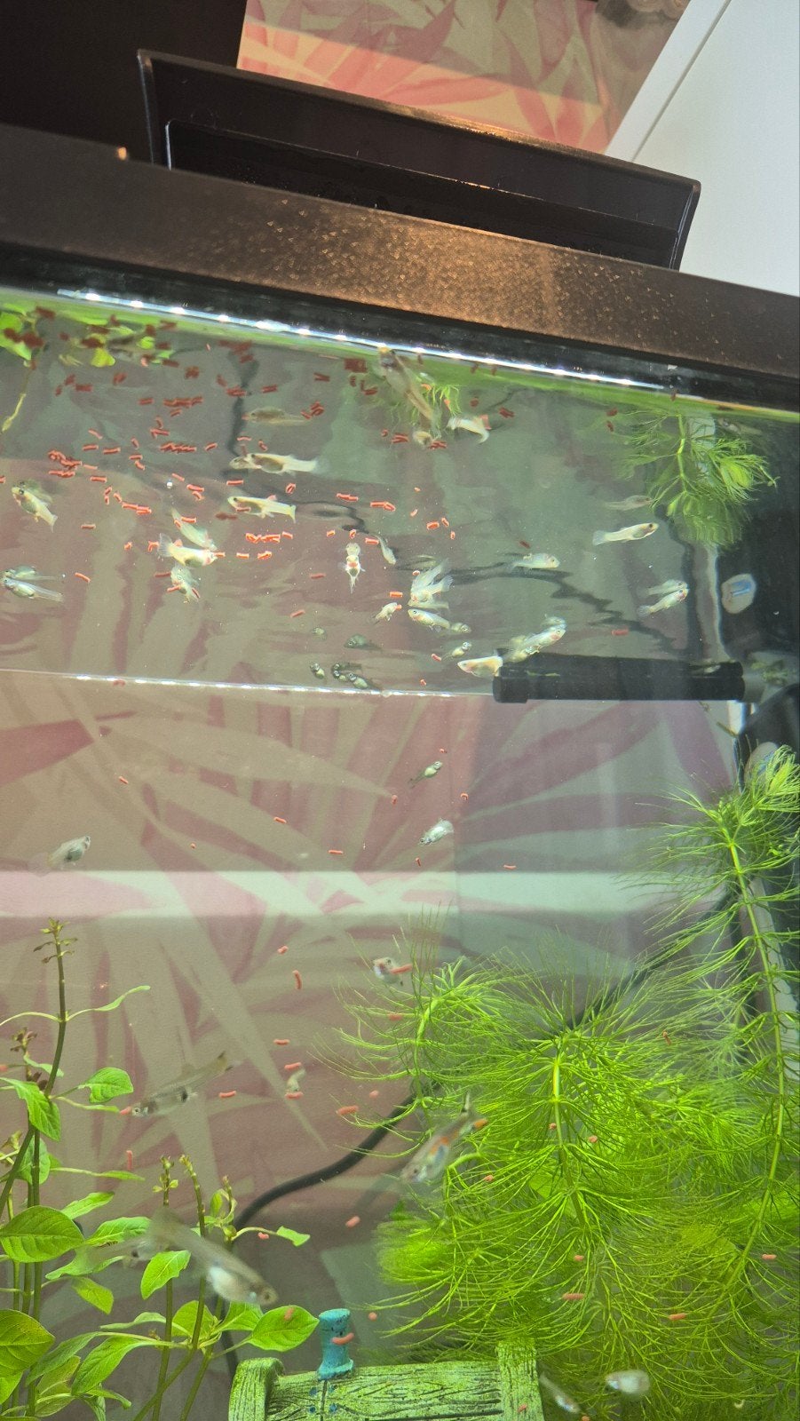 jonge guppen, Dieren en Toebehoren, Vissen | Aquariumvissen, Vis