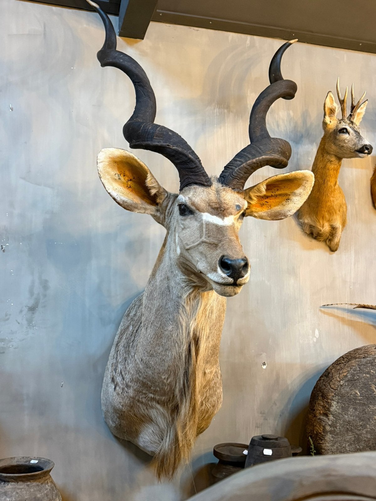 Opgezette koedoe kudu opgezet taxidermie, Verzamelen, Dierenverzamelingen, Ophalen, Zo goed als nieuw, Wild dier, Opgezet dier