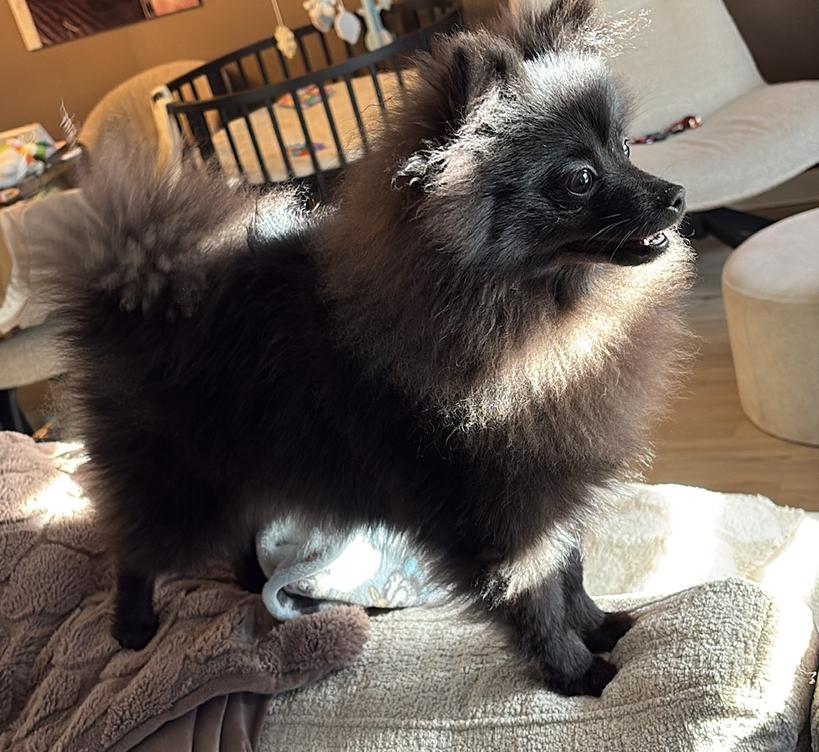 Pomeriaan pup, Dieren en Toebehoren, Honden | Chihuahua's en Gezelschapshonden, 15 weken tot 1 jaar, Overige rassen, Teef, Parvo