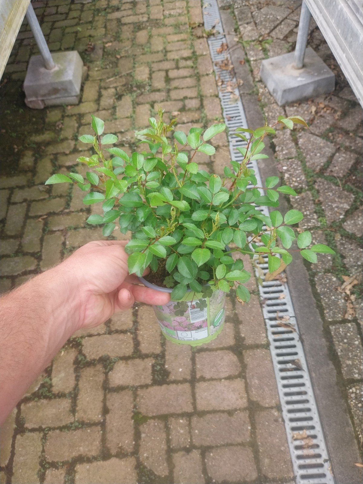 Rosa 'The Fairy' - Charmante Bodembedekkende Roos, Ophalen, Bodembedekkers, Volle zon, Vaste plant